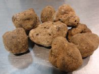 Criadilla de tierra fresca