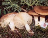 Seta de Cardo Fresca Silvestre