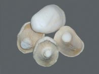 Akurataki fresco primera