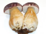 Boletus fresco extra