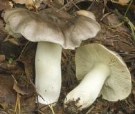 Capuchina Fresca Primera