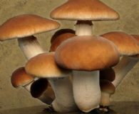 Seta de Chopo Fresca Primera