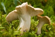 Lengua de Vaca Fresco Primera