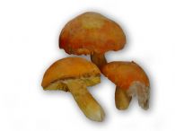 Huevo de Rey Congelado abierto