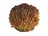 Enoki Dorado (Golden Enoki)