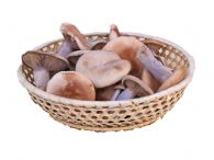 Pie Azul Fresco Cultivo