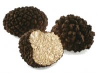 Trufa de verano Fresca