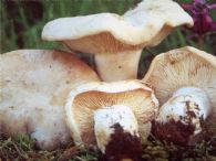 Perrechico Fresco Primera